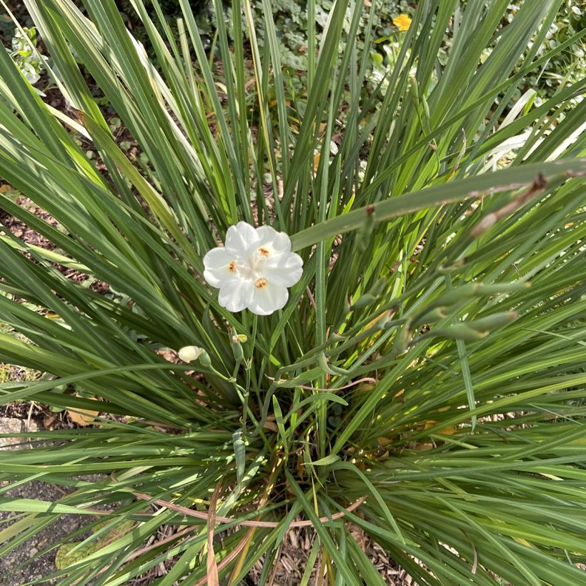 Dietes bicolor - Afrikaanse iris (Groeiplaats)