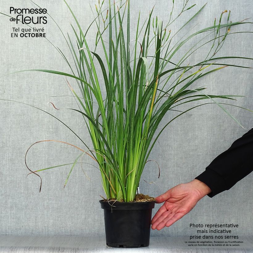 Exemplaar van Dietes bicolor - Afrikaanse iris Pot van 2 l/3 l zoals geleverd in de herfst