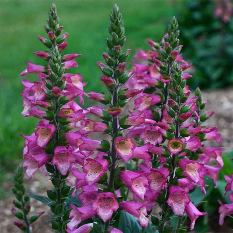 Digitalis valinii Berry Canary - Vingerhoedskruid (Flowering)