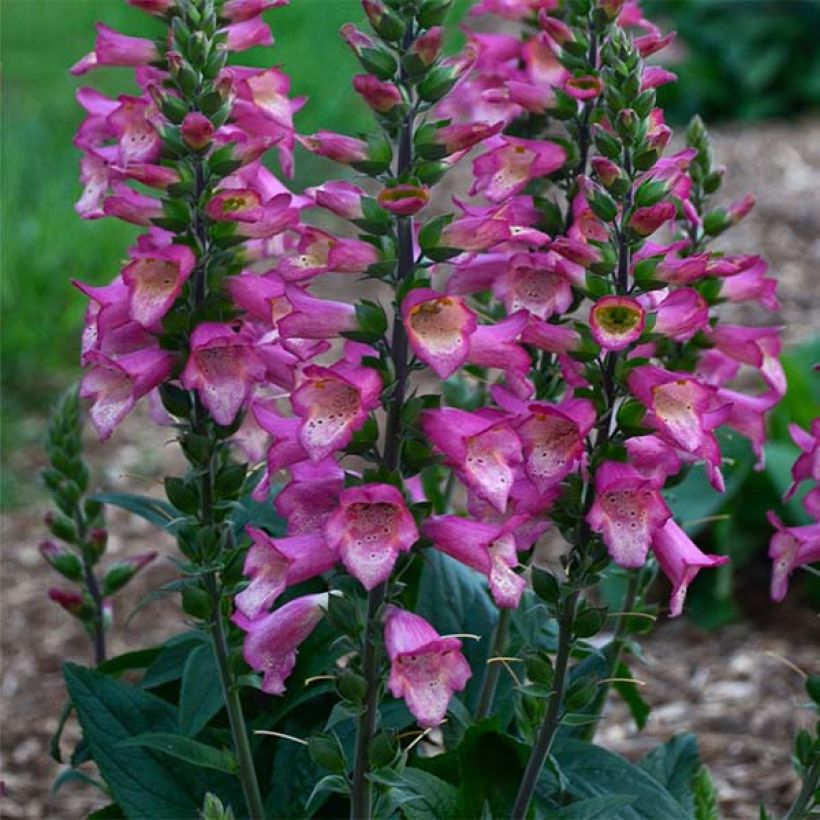 Digitalis valinii Berry Canary - Vingerhoedskruid (Plant habit)