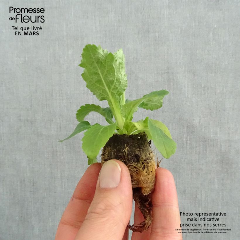 Example of Digitalis valinii Berry Canary - Vingerhoedskruid Mini-mot Ø 3/4 cm as you get in printemps