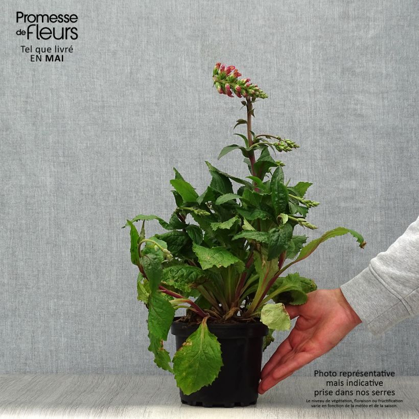 Example of Digitalis valinii Berry Canary - Vingerhoedskruid Pot van 3 l/4 l as you get in printemps