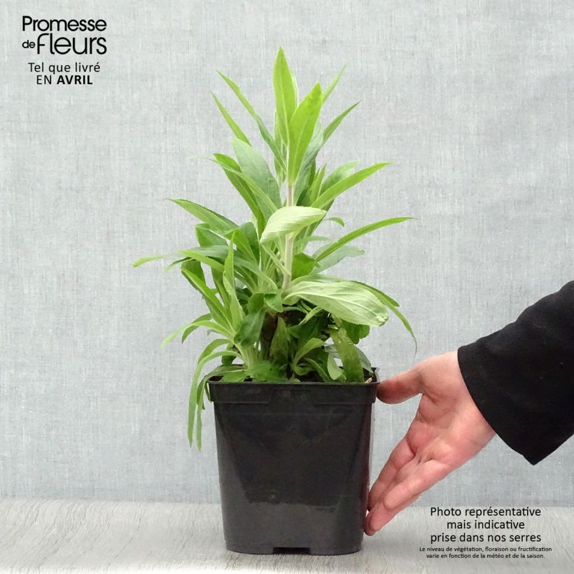 Example of Digitalis valinii Firecracker - Vingerhoedskruid Pot van 2 l/3 l as you get in printemps