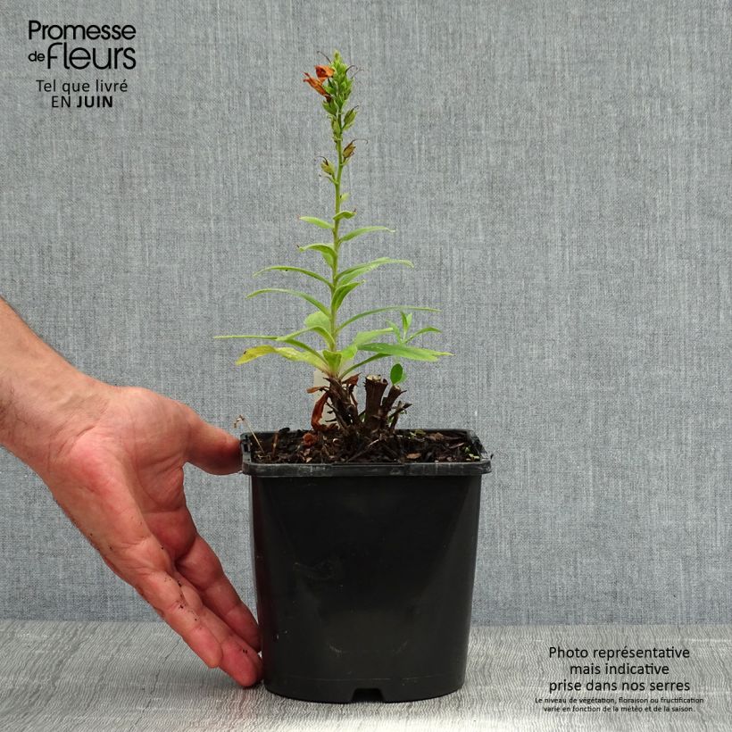 Exemplaar van Digitalis valinii Firecracker - Vingerhoedskruid Pot van 2 l/3 l zoals geleverd in de zomer