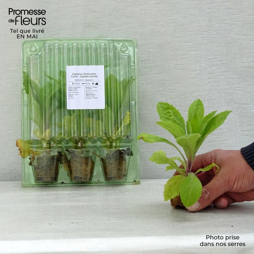 Exemplaar van Digitalis Illumination Flame - Vingerhoedskruid Mini-mot Ø 3/4 cm zoals geleverd in de lente