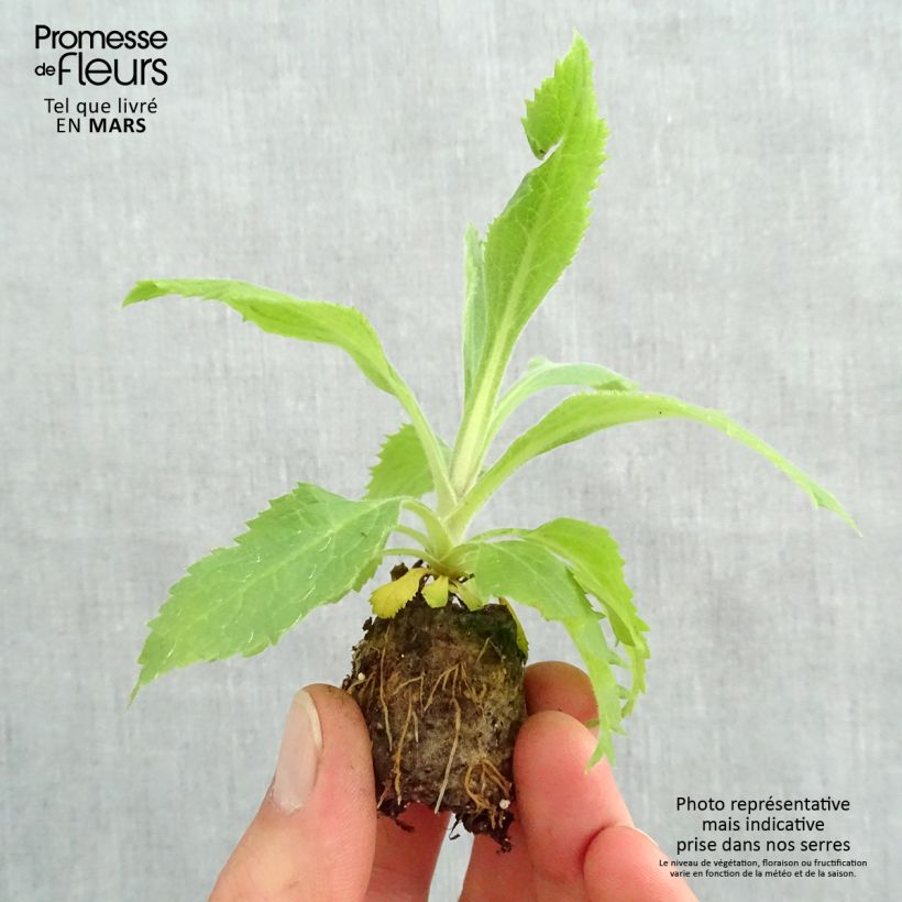 Exemplaar van Digiplexis Illumination Raspberry - Vingerhoedskruid Mini-mot Ø 3/4 cm zoals geleverd in de lente