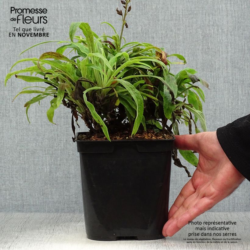 Exemplaar van Digiplexis Illumination Raspberry - Vingerhoedskruid Pot van 2 l/3 l zoals geleverd in de herfst