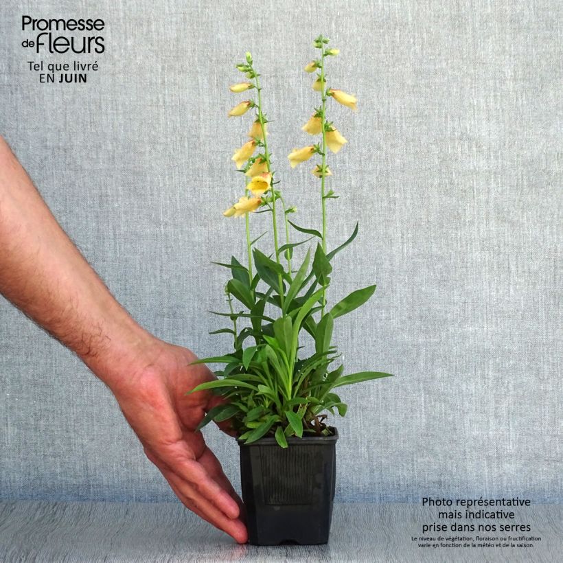 Exemplaar van Digitalis Goldcrest - Vingerhoedskruid Kweekpotje van 8/9 cm zoals geleverd in de zomer