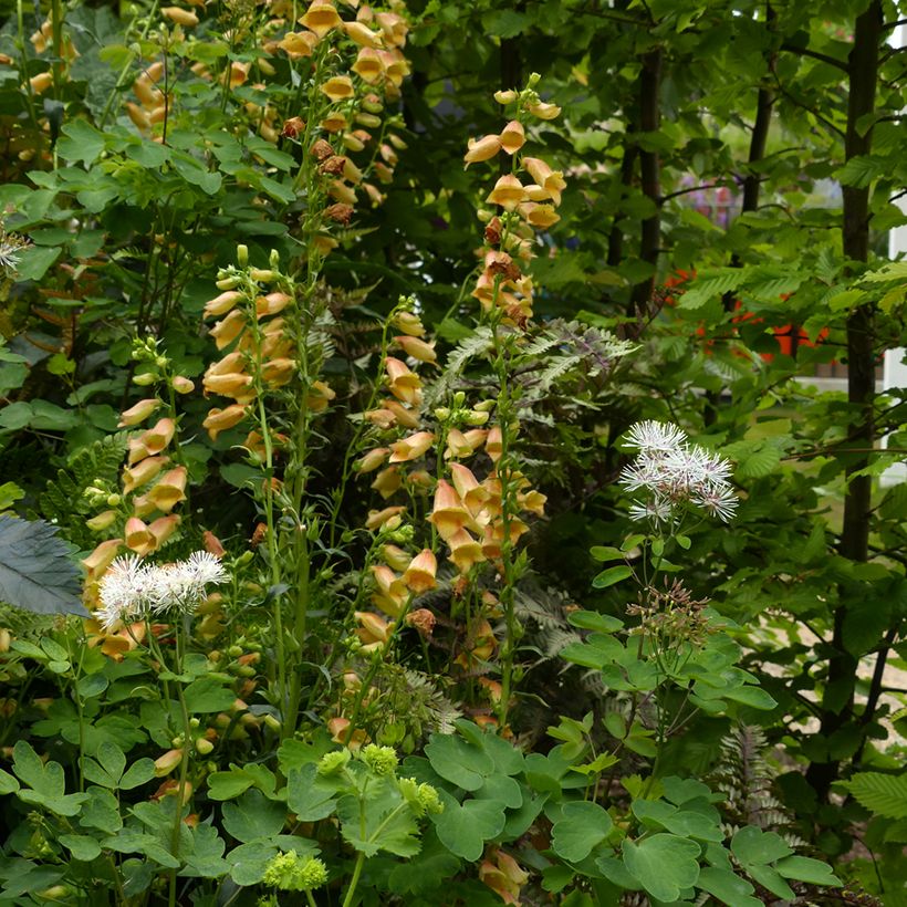 Digitalis Goldcrest - Vingerhoedskruid (Groeiplaats)