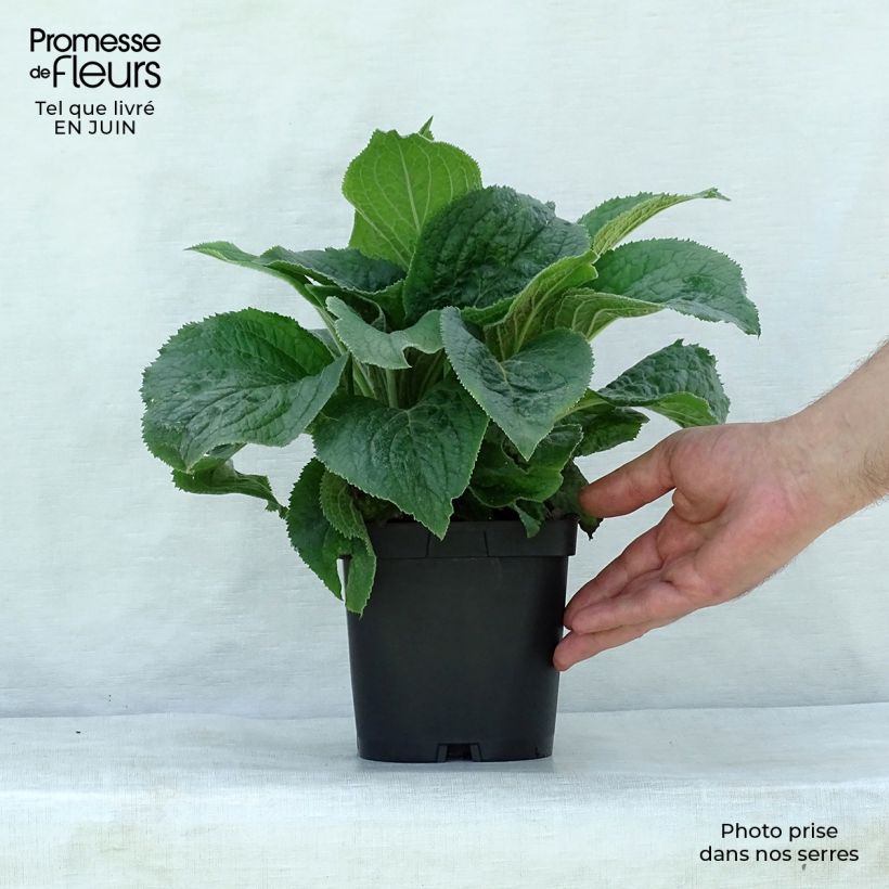 Exemplaar van Digitalis mertonensis - Vingerhoedskruid Pot van 2 l/3 l zoals geleverd in de zomer