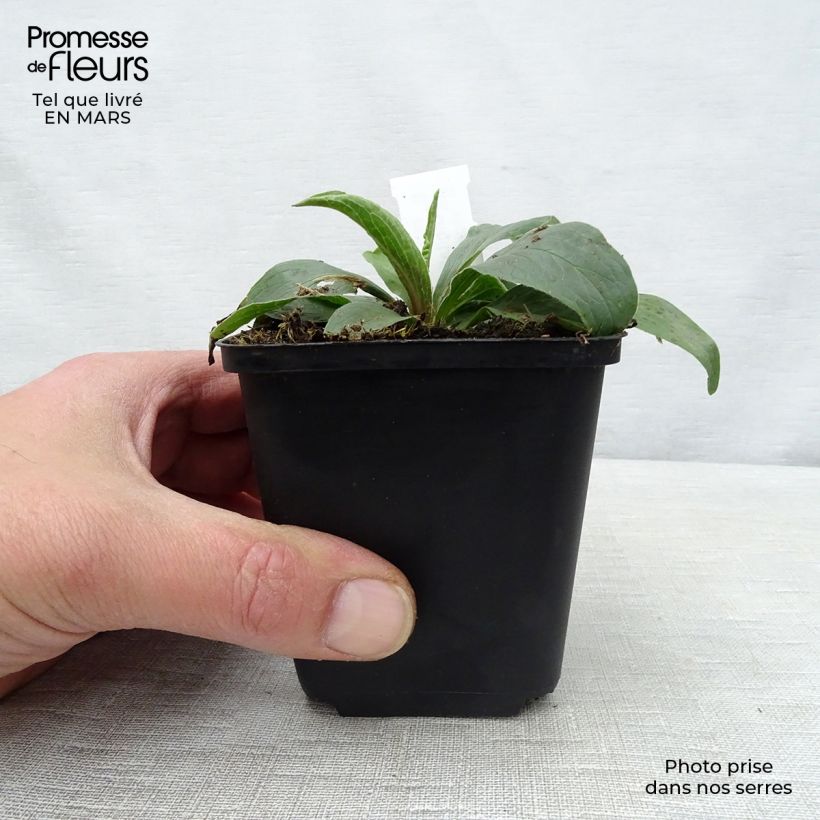 Exemplaar van Digitalis parviflora - Vingerhoedskruid Kweekpotje van 8/9 cm zoals geleverd in de lente