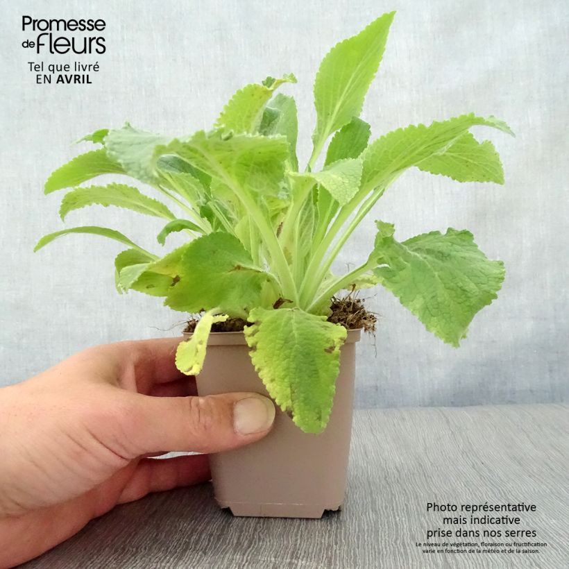 Exemplaar van Digitalis purpurea Monstrosa - Vingerhoedskruid Kweekpotje van 8/9 cm zoals geleverd in de lente