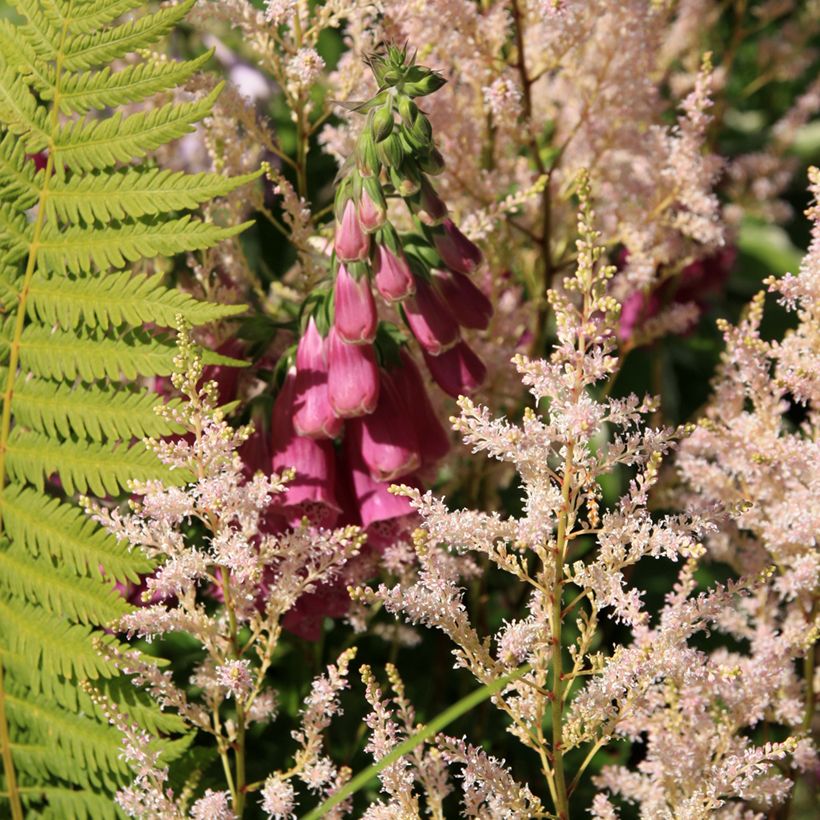 Digitalis purpurea Monstrosa - Vingerhoedskruid (Groeiplaats)