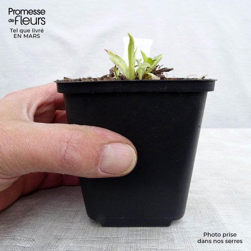 Exemplaar van Digitalis grandiflora - Geel vingerhoedskruid Kweekpotje van 8/9 cm zoals geleverd in de lente