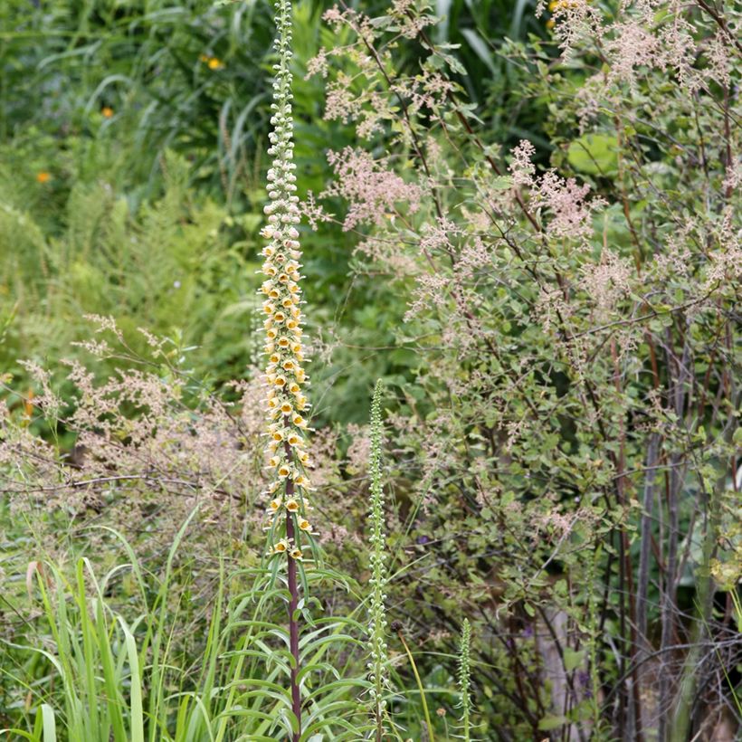 Digitalis ferruginea Gigantea - Vingerhoedskruid (Groeiplaats)