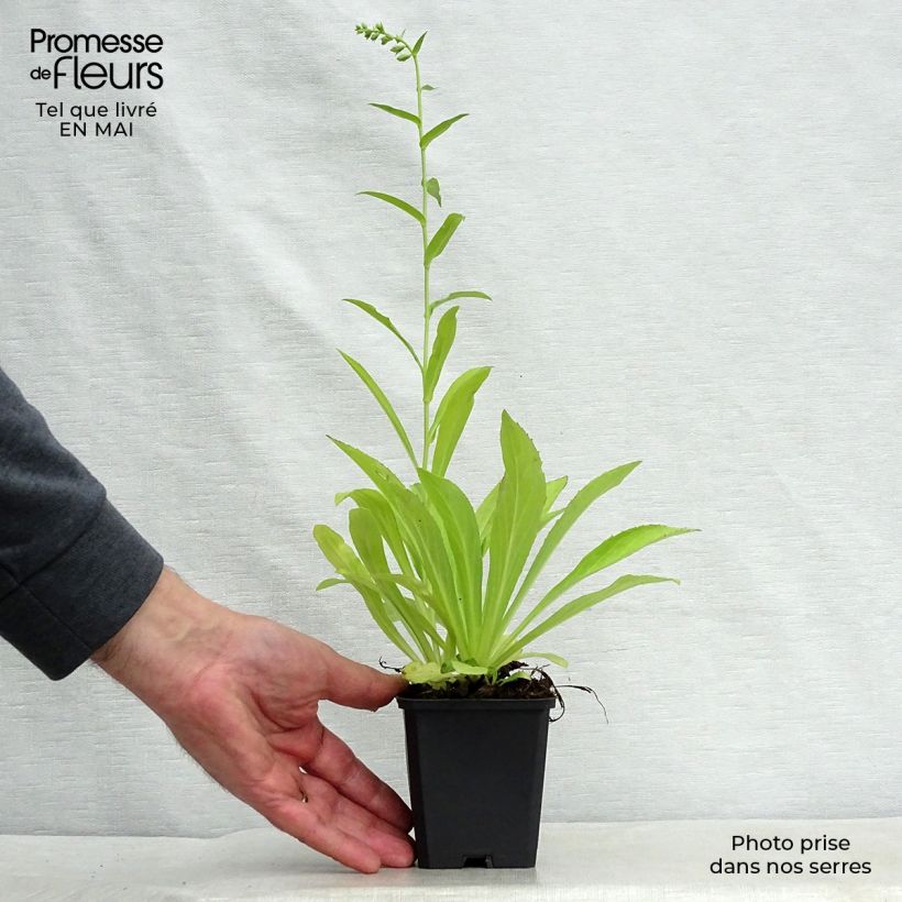 Exemplaar van Digitalis lutea - Gele vingerhoedskruid Kweekpotje van 8/9 cm zoals geleverd in de lente