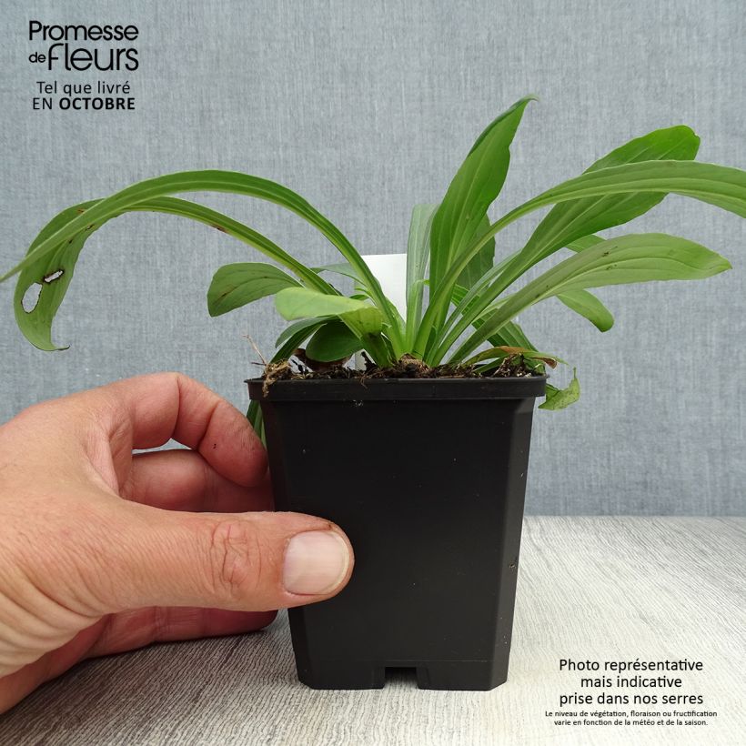 Exemplaar van Digitalis lanata Café Crème - Wollig vingerhoedskruid Kweekpotje van 8/9 cm zoals geleverd in de herfst
