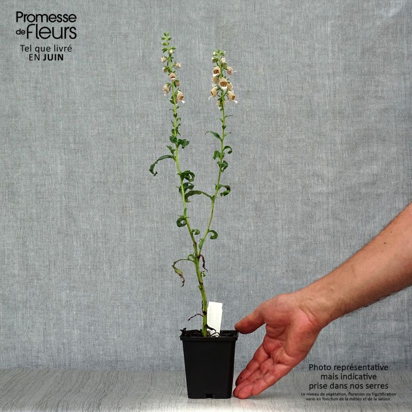 Exemplaar van Digitalis lanata - Wollig vingerhoedskruid Kweekpotje van 8/9 cm zoals geleverd in de zomer