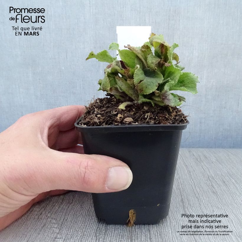 Exemplaar van Digitalis mertonensis Summer King - Vingerhoedskruid Kweekpotje van 8/9 cm zoals geleverd in de lente