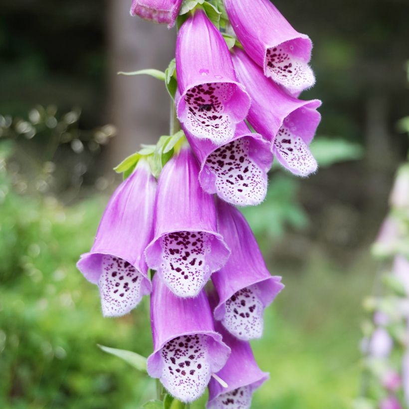 Digitalis purpurea - Vingerhoedskruid (Bloei)
