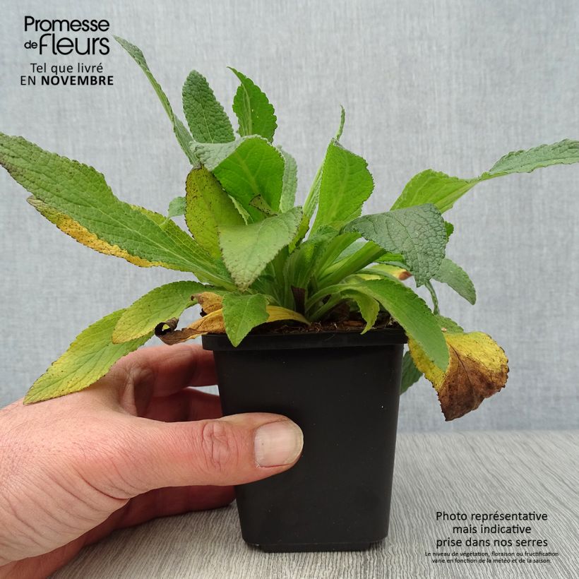 Exemplaar van Digitalis purpurea - Vingerhoedskruid Kweekpotje van 8/9 cm zoals geleverd in de herfst