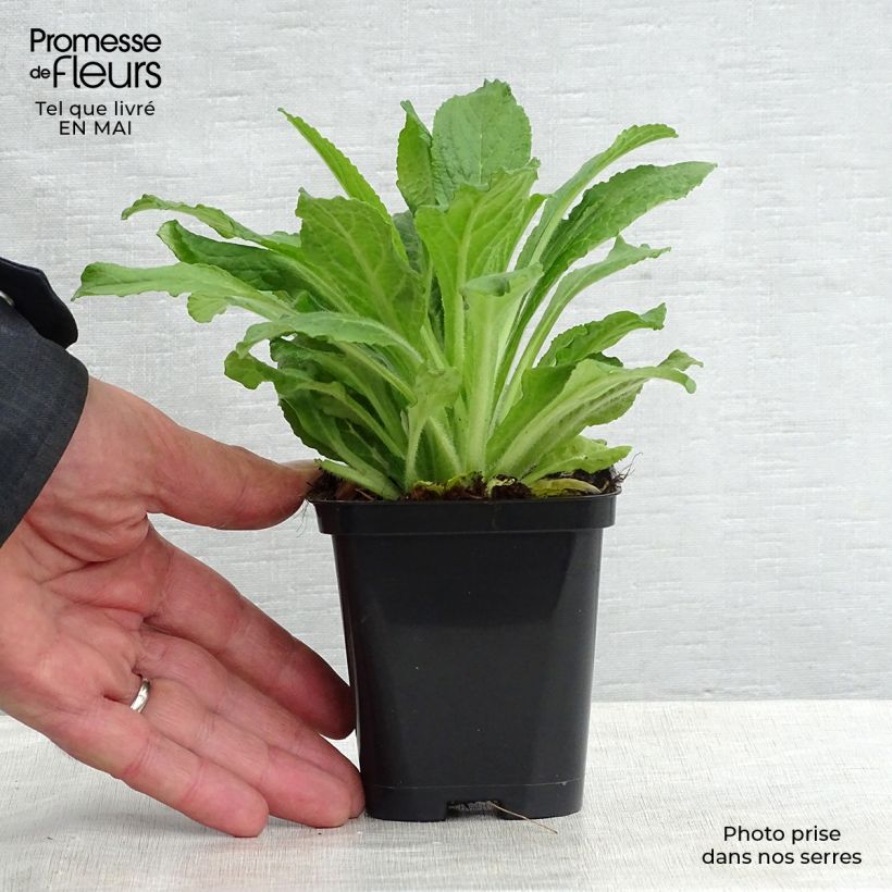 Example of Digitalis purpurea - Vingerhoedskruid Kweekpotje van 8/9 cm as you get in printemps