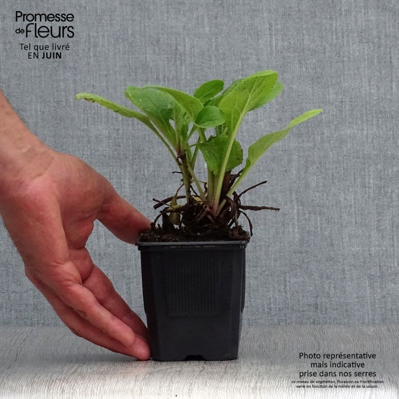 Exemplaar van Digitalis purpurea Pam's Choice - Vingerhoedskruid Kweekpotje van 8/9 cm zoals geleverd in de zomer