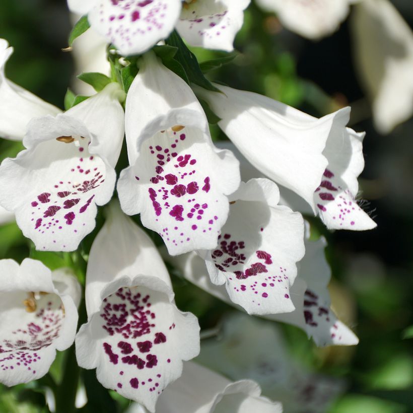 Digitalis purpurea Dalmatian White F1 (zaad) - Vingerhoedskruid (Bloei)
