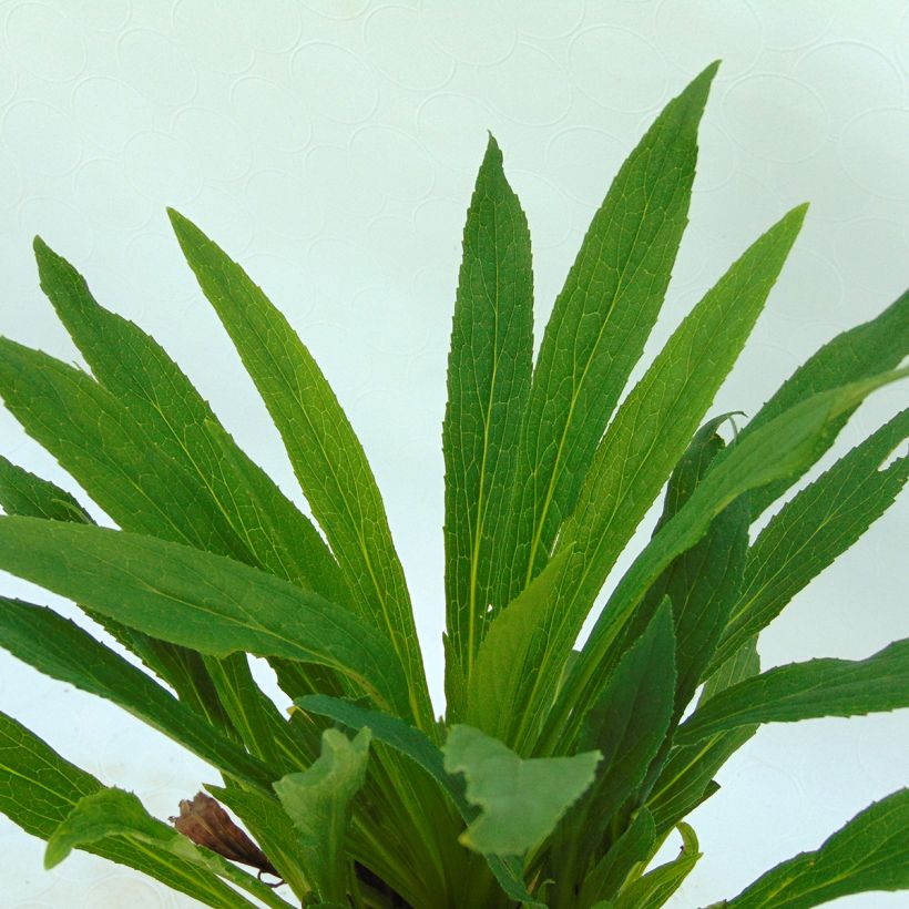 Digitalis Glory of Roundway - Vingerhoedskruid (Blad)