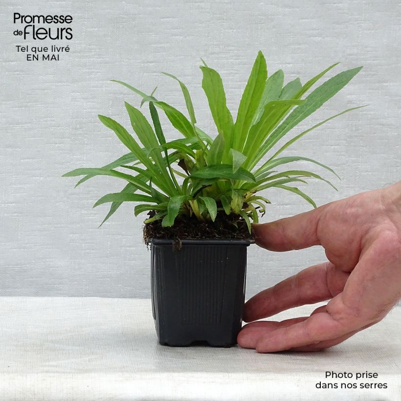 Exemplaar van Digitalis Glory of Roundway - Vingerhoedskruid Kweekpotje van 8/9 cm zoals geleverd in de lente