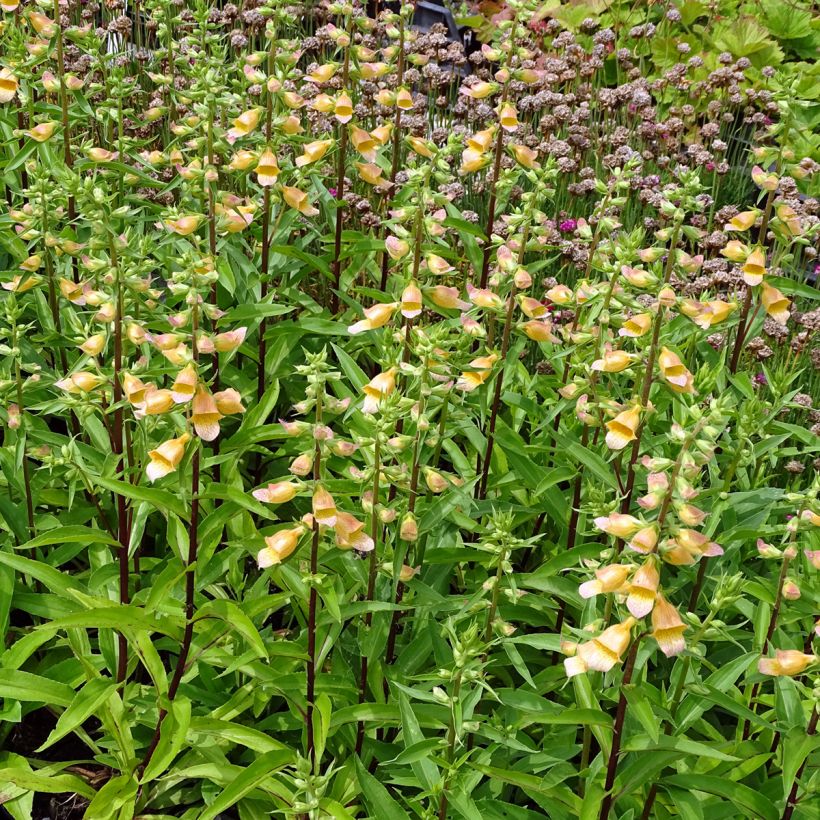 Digitalis Spice Island - Vingerhoedskruid (Groeiplaats)