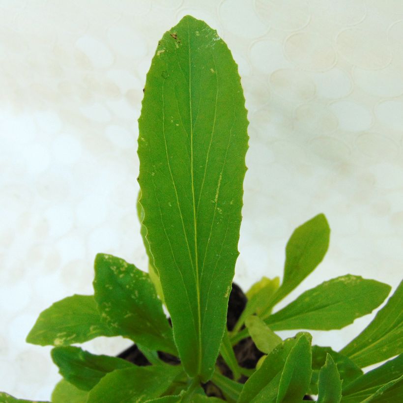 Digitalis Spice Island - Vingerhoedskruid (Blad)