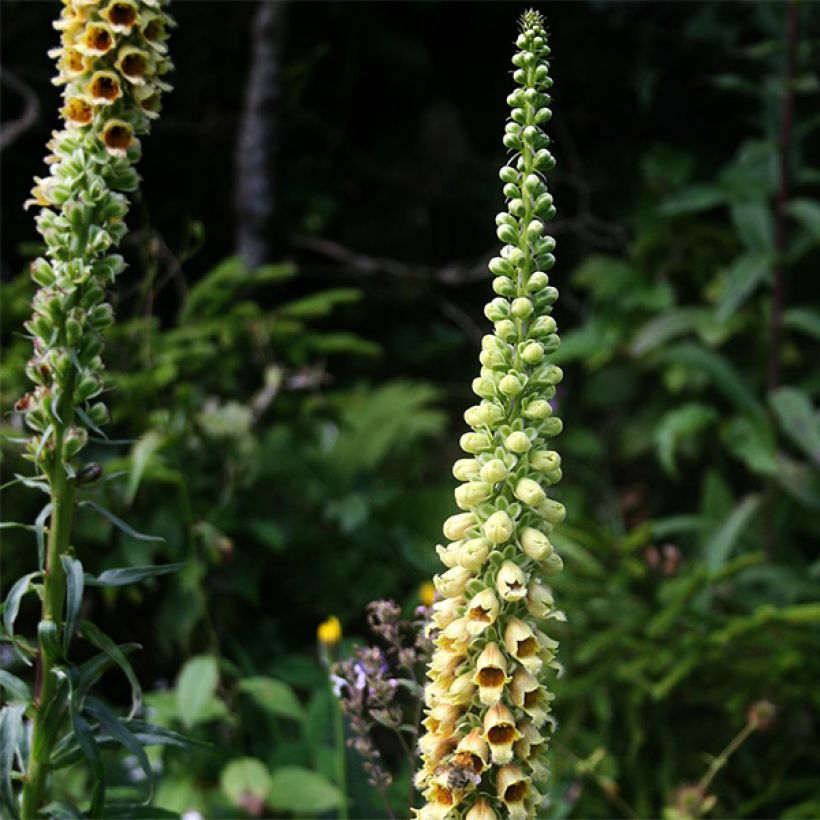 Digitalis ferruginea Gigantea - Vingerhoedskruid (Bloei)