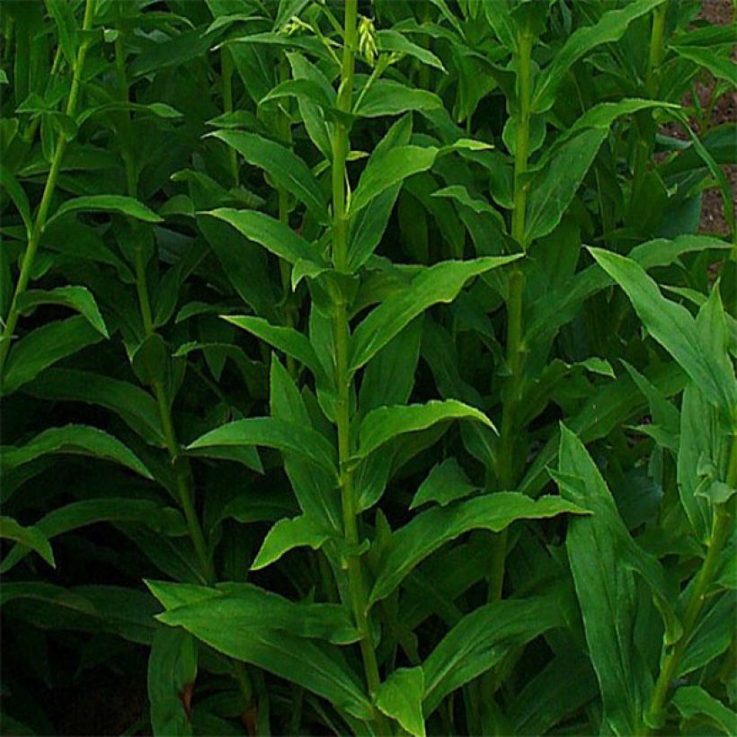 Digitalis lutea - Gele vingerhoedskruid (Blad)