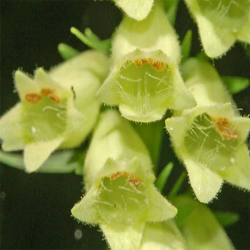 Digitalis lutea - Gele vingerhoedskruid (Bloei)