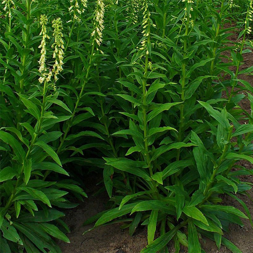 Digitalis lutea - Gele vingerhoedskruid (Groeiplaats)