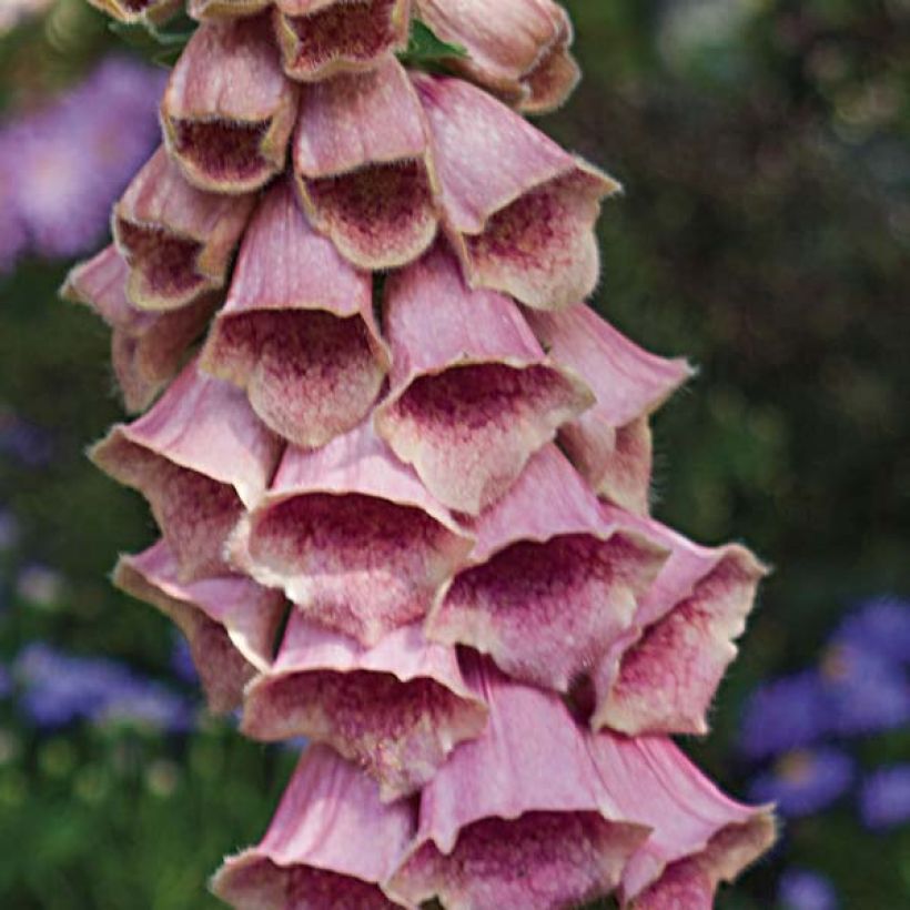 Digitalis mertonensis - Vingerhoedskruid (Bloei)