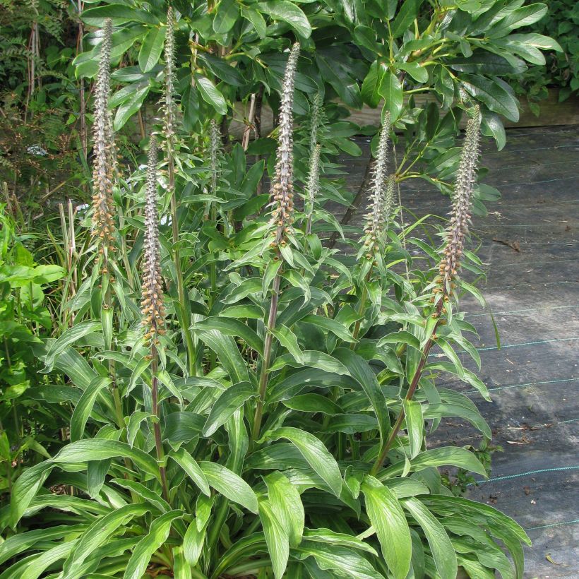Digitalis parviflora - Vingerhoedskruid (Groeiplaats)