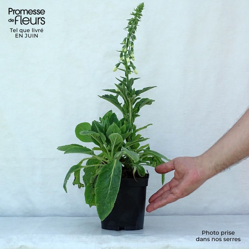 Exemplaar van Digitalis purpurea Alba - Vingerhoedskruid Kweekpotje van 8/9 cm zoals geleverd in de zomer