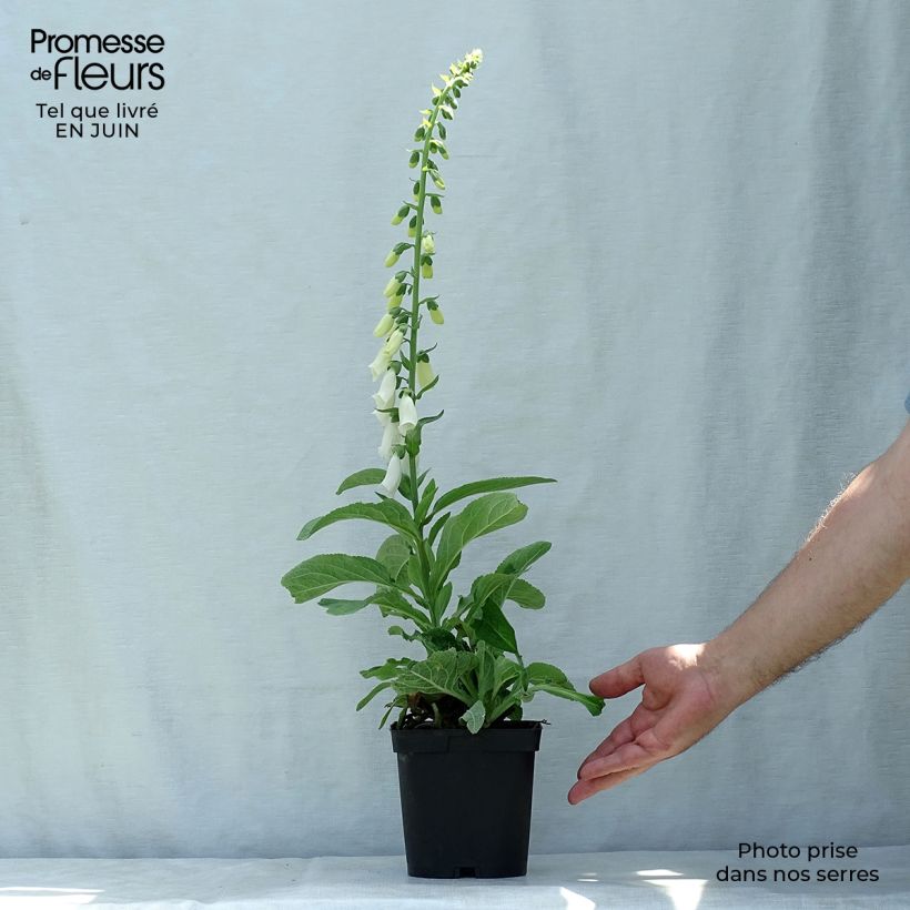 Exemplaar van Digitalis purpurea Alba - Vingerhoedskruid Pot van 2 l/3 l zoals geleverd in de zomer