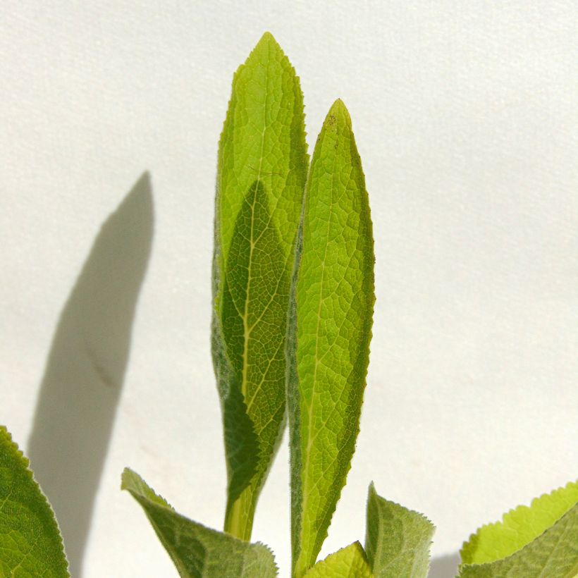 Digitalis purpurea Snow Thimble - Vingerhoedskruid (Blad)