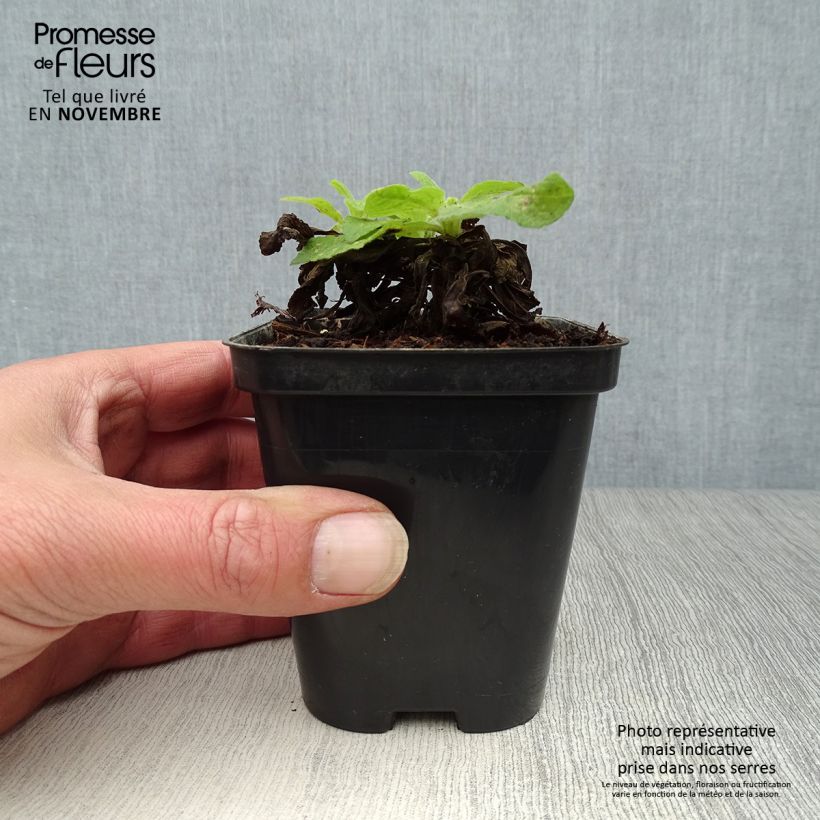 Exemplaar van Digitalis purpurea Snow Thimble - Vingerhoedskruid Kweekpotje van 8/9 cm zoals geleverd in de herfst
