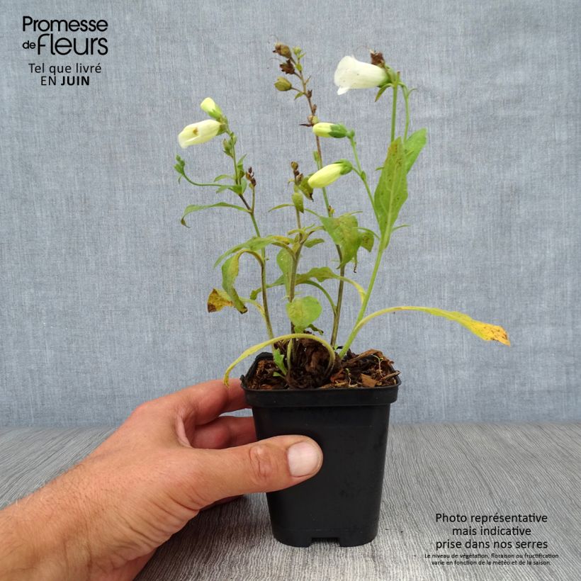 Exemplaar van Digitalis purpurea Snow Thimble - Vingerhoedskruid Kweekpotje van 8/9 cm zoals geleverd in de zomer