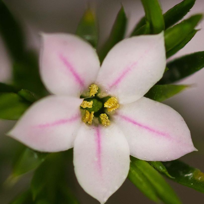 Diosma hirsuta Pink Fountain - Confettistruik (Flowering)