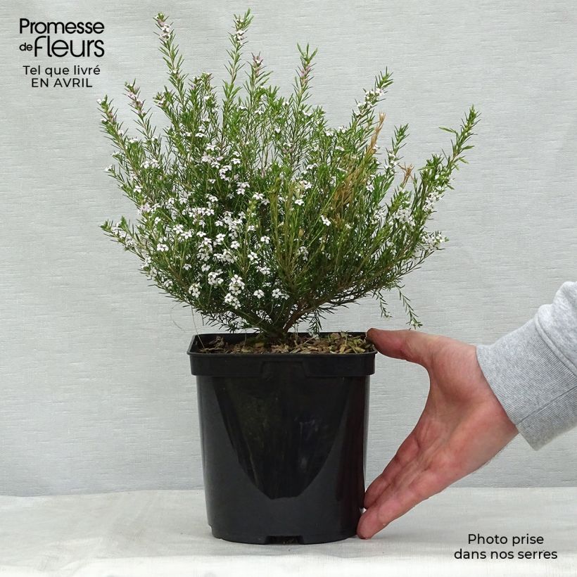 Example of Diosma hirsuta Pink Fountain - Confettistruik Pot van 2 l/3 l as you get in printemps
