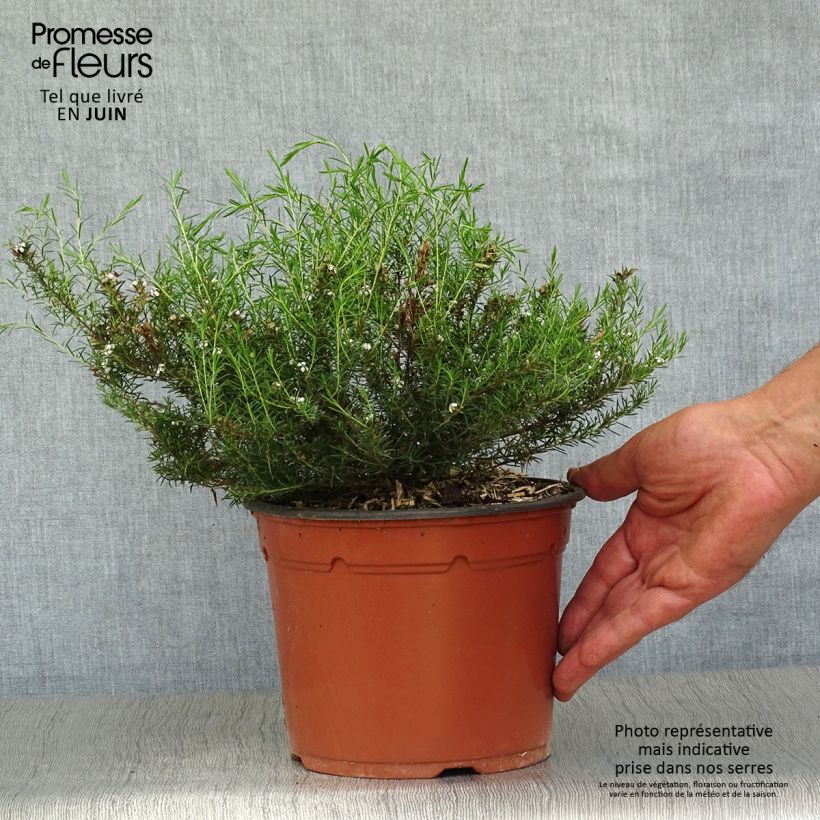 Exemplaar van Diosma hirsuta Pink Fountain - Confettistruik Pot van 2 l/3 l zoals geleverd in de zomer