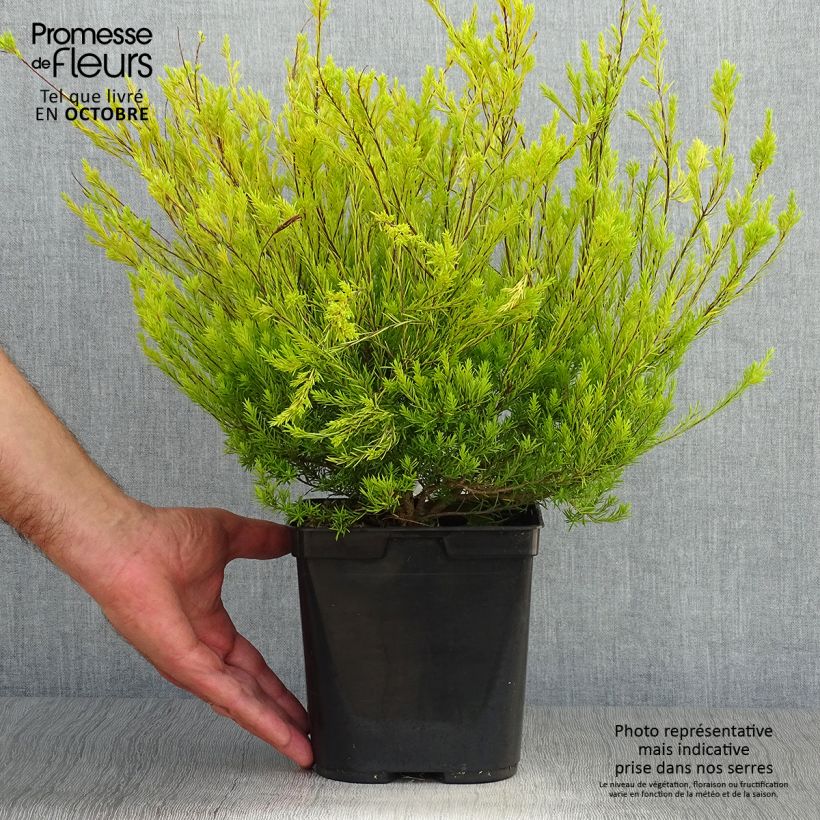 Exemplaar van Diosma hirsuta Sunset Gold - Confettistruik Pot van 2 l/3 l zoals geleverd in de herfst