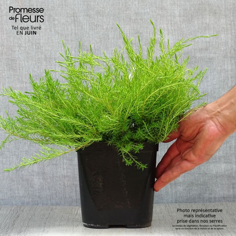 Exemplaar van Diosma hirsuta Sunset Gold - Confettistruik Pot van 2 l/3 l zoals geleverd in de zomer
