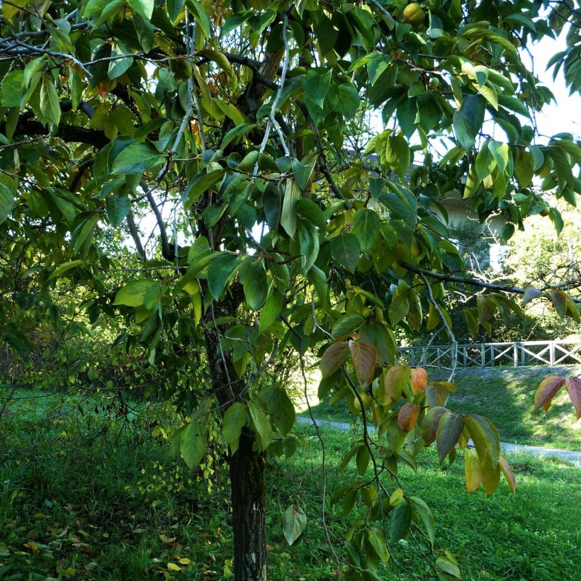 Diospyros kaki - Kaki (Groeiplaats)