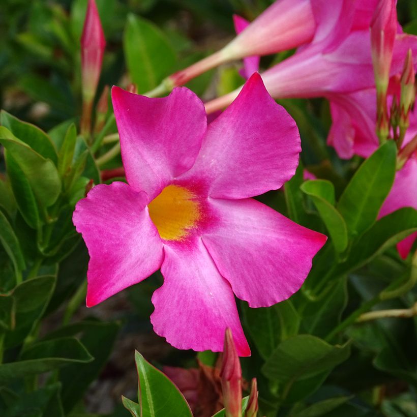 Dipladenia BELLA Roze - Mandevilla (Bloei)